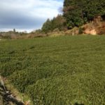 お茶畑、、、、、、