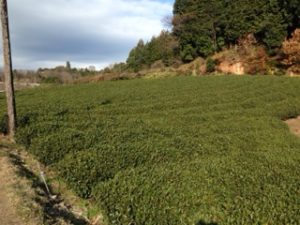 お茶畑、、、、、、