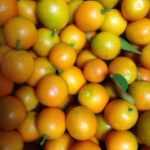 今年のキンカン、、、