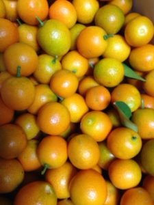 今年のキンカン、、、