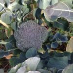 ブロッコリー、、、、、、