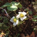 イチゴの花、、、、、、