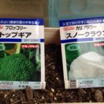 春の苗栽培、、、、、、