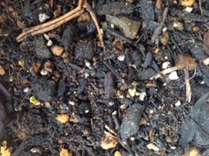 春のスタートか、、、、、、