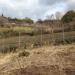 お茶の苗木、、、