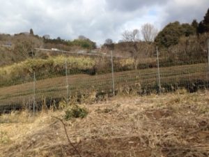 お茶の苗木、、、