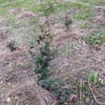 お茶の苗木の定植、、、