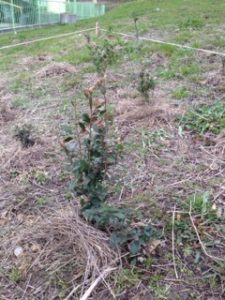 お茶の苗木の定植、、、