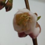 スプリング(春)、、、、