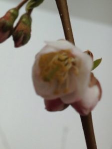 スプリング(春)、、、、