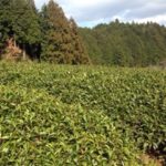 つかのまの、、、