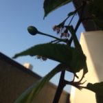 楽しみが、、、、