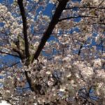 今日から、、、、