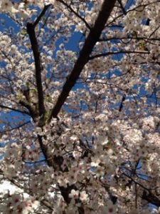 今日から、、、、