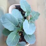 苗の成長が、、、