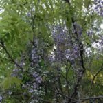 山藤、、、、、