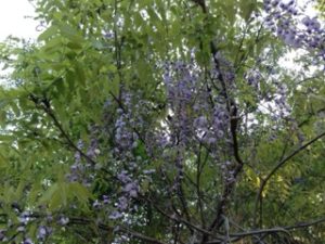 山藤、、、、、