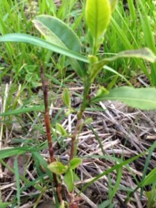 ここからが勝負、、、