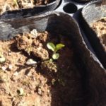 お茶の実から、、、