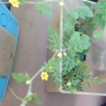 スイカの苗を、、、