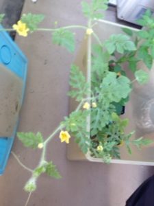 スイカの苗を、、、