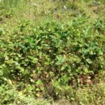 ほっちっちイチゴ、、、