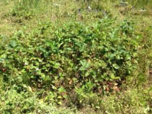 ほっちっちイチゴ、、、