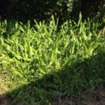 今年もミョウガ、、、