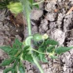 スイカか、、、？