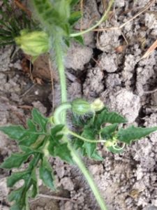 スイカか、、、？