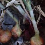 今年のタマネギ、、、