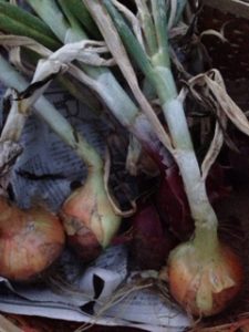 今年のタマネギ、、、