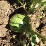 大きくなった、、、