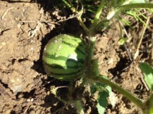 大きくなった、、、