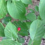 サクランボ、、、？