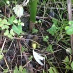 ミョウガ、、、