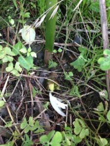 ミョウガ、、、