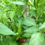 鷹の爪が、、、