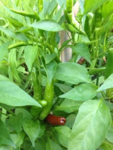 鷹の爪が、、、