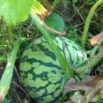 スイカショック、、、