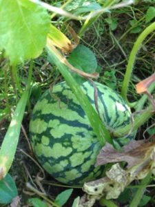 スイカショック、、、