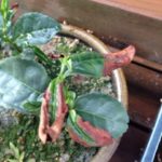 どうしてだろう、、、？