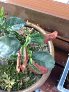 どうしてだろう、、、？