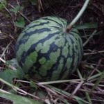 スイカの収穫、、、