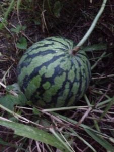 スイカの収穫、、、