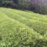 この時期のお茶畑、、、