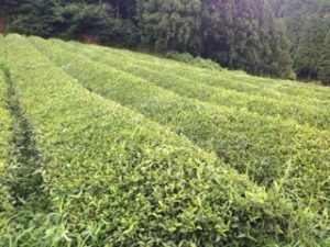 この時期のお茶畑、、、