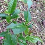 今年はお茶の花、、、