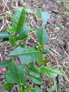 今年はお茶の花、、、