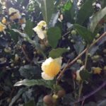 お茶の花、、、